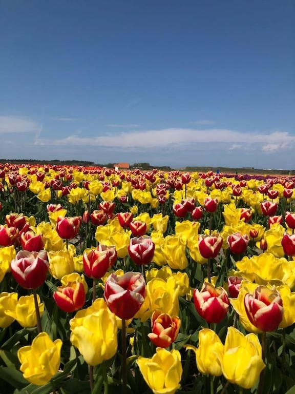 Sint MaartensvlotbrugMeno Mosso别墅 外观 照片